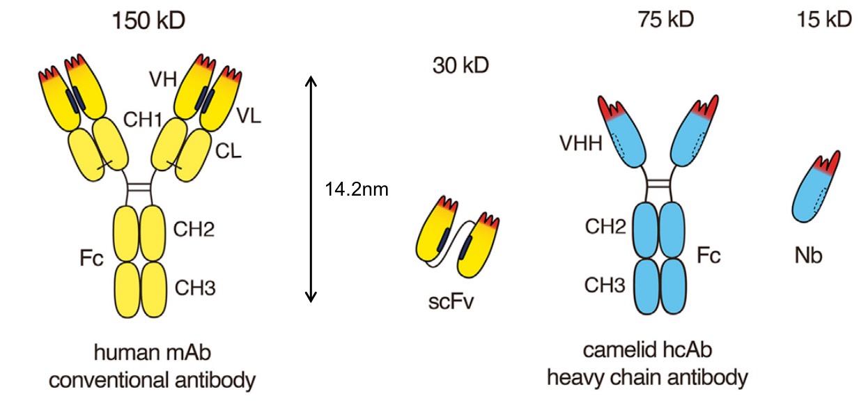 全人纳米抗体小鼠RenNano