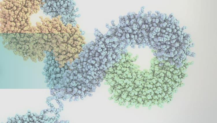 百奥赛图全资子公司祐和医药与微芯生物控股公司微芯新域就YH008双特异性抗体达成大中华区授权协议